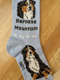Bernese Mountain Dog Socks   FCC-43